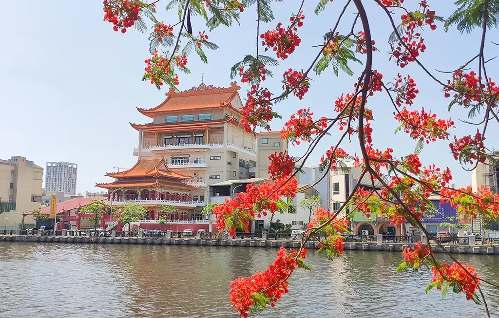台南 | 安平運河鳳凰花 | 夏日限定的火紅花海