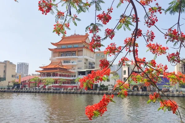 台南 | 安平運河鳳凰花 | 夏日限定的火紅花海